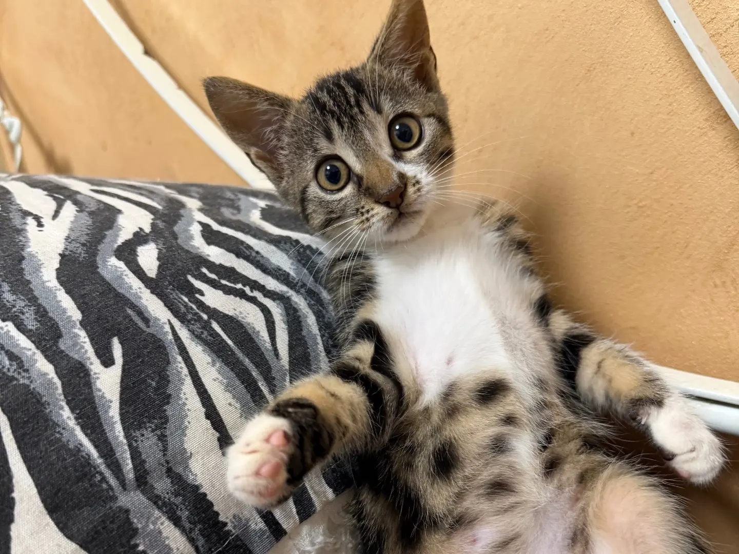 Adozione gatto, femmina, Razza sconosciuta Razza sconosciuta, 2 mesi, taglia non valida, Messina