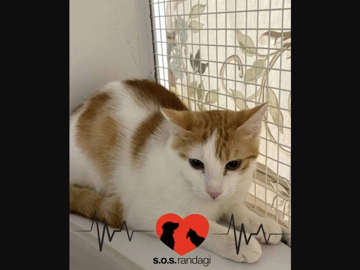 Adozione gatto, maschio, Razza sconosciuta Razza sconosciuta, 6 mesi, taglia non valida, Milano