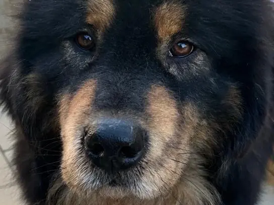 Adotta un cane, taglia media, maschio, Latina