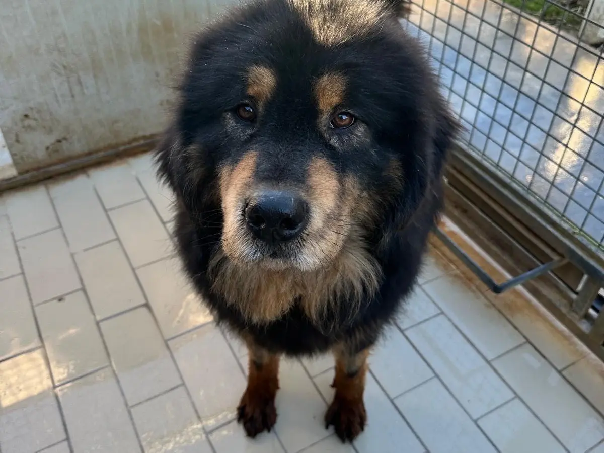 Adozione cane, maschio, Razza sconosciuta Razza sconosciuta, 3 anni e 2 mesi, taglia media, Latina