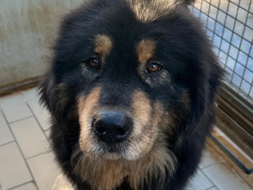 Adotta un cane, maschio, 3 anni e 2 mesi, Latina