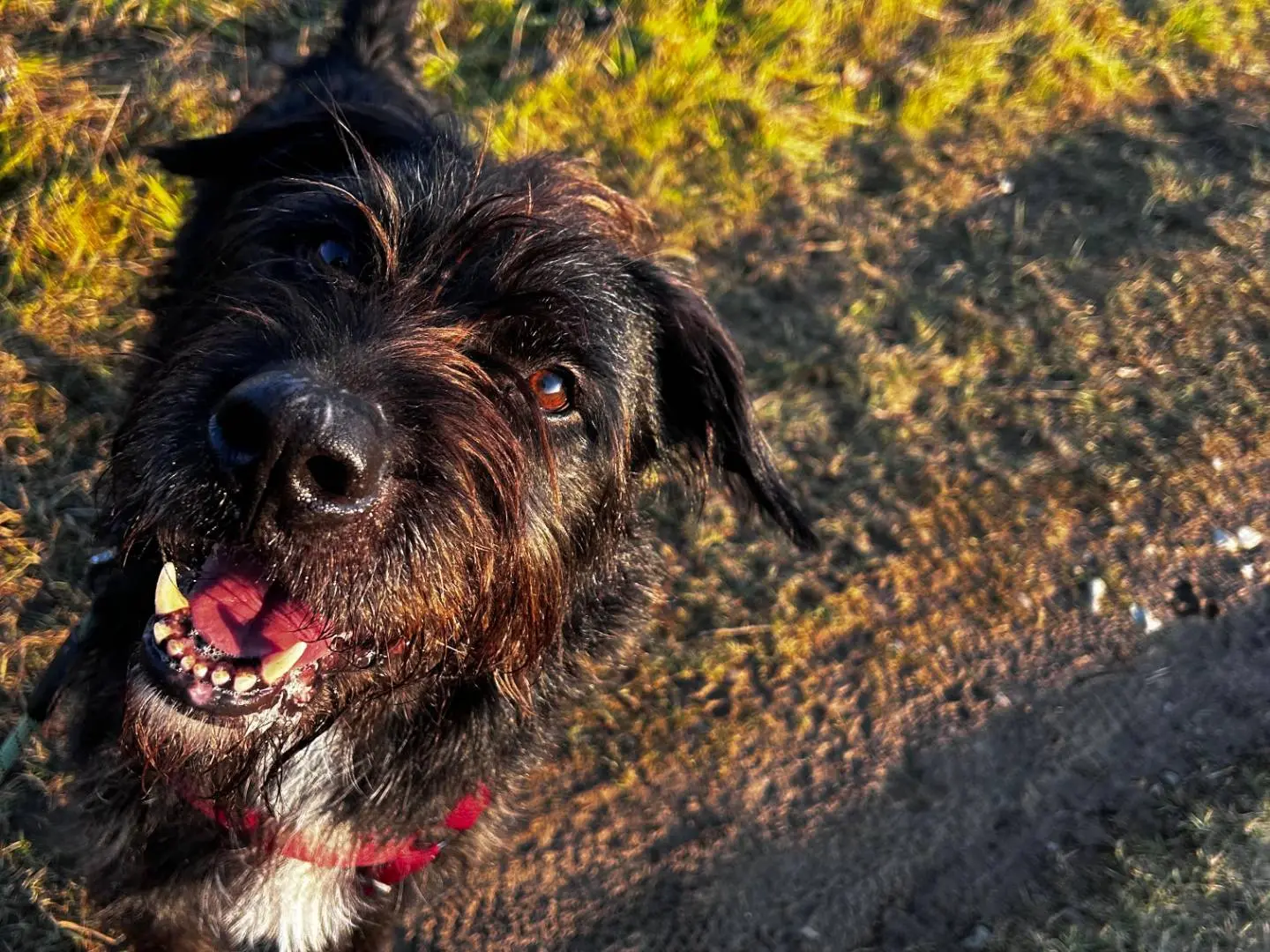 Vuoi adottare un cane a Milano?