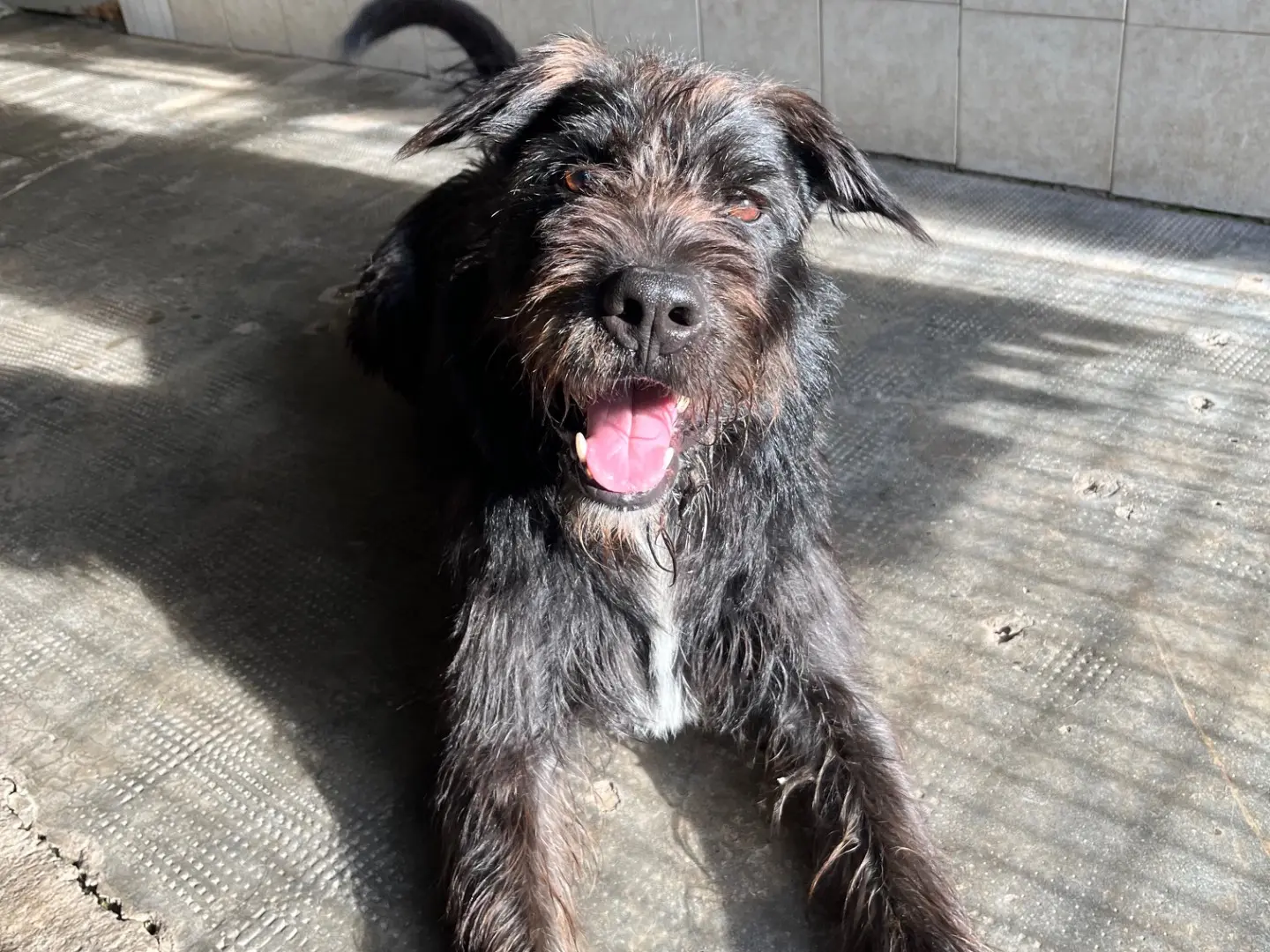 Adozione cane, maschio, Spinone Pitbull, 8 anni e 5 mesi, taglia grande, Milano