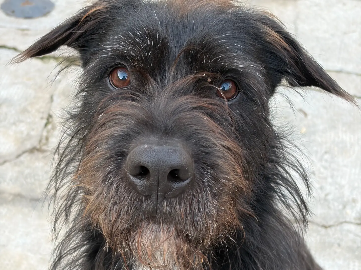 Adotta il cane Boica a Milano