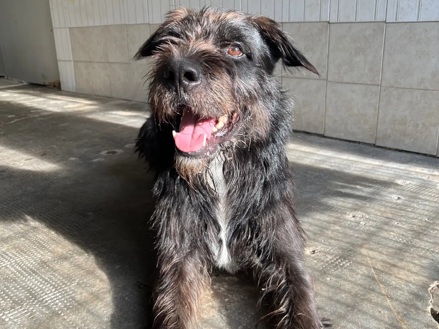 Adotta un cane, maschio, 8 anni e 5 mesi, Milano