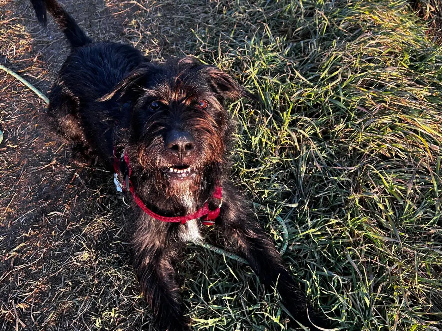 Adotta un cane, taglia grande, maschio, Milano