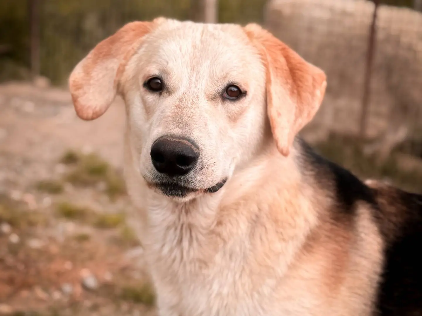 Adozione cane, maschio, Razza sconosciuta Razza sconosciuta, 1 anno e 8 mesi, taglia media, Crotone