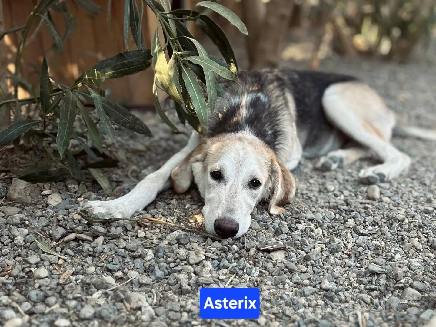 Adotta un cane, maschio, 1 anno e 8 mesi, Crotone