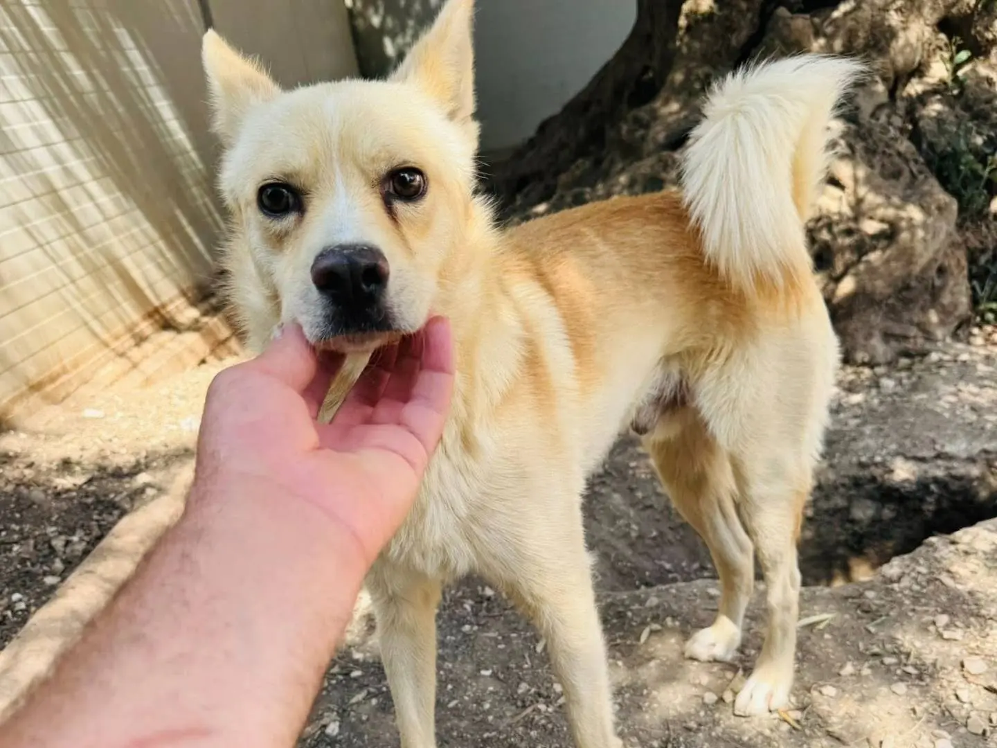 Adozione cane, maschio, Razza sconosciuta Razza sconosciuta, 3 anni e 4 mesi, taglia media contenuta, Matera
