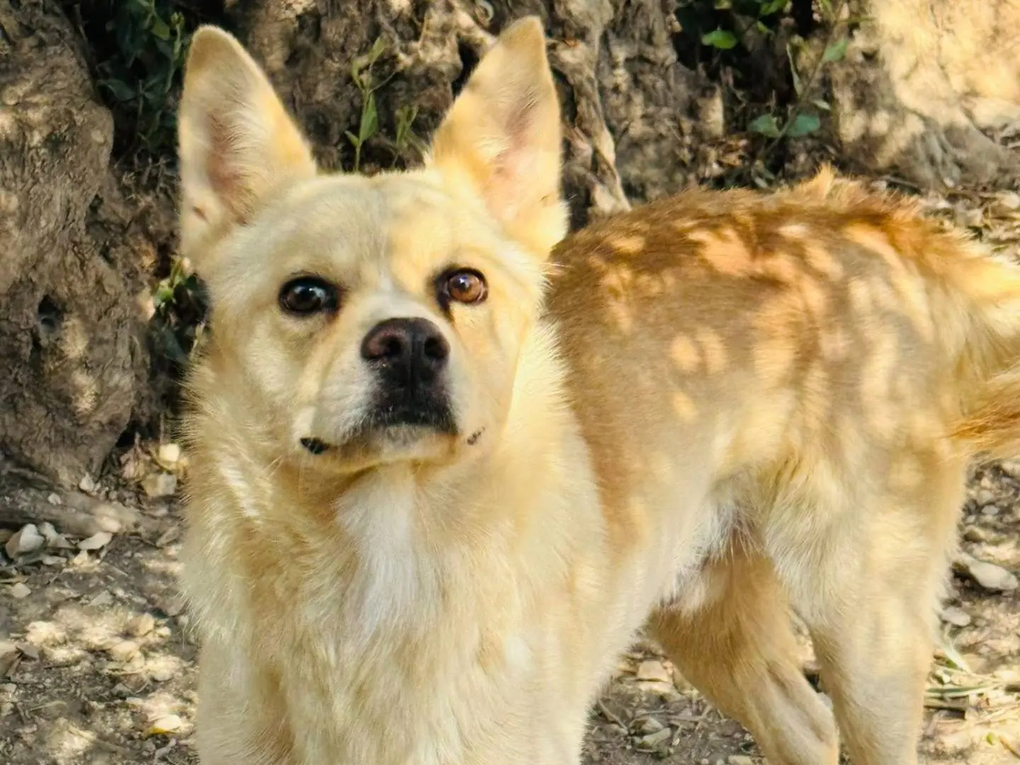 Adotta un cane, maschio, 3 anni e 4 mesi, Matera