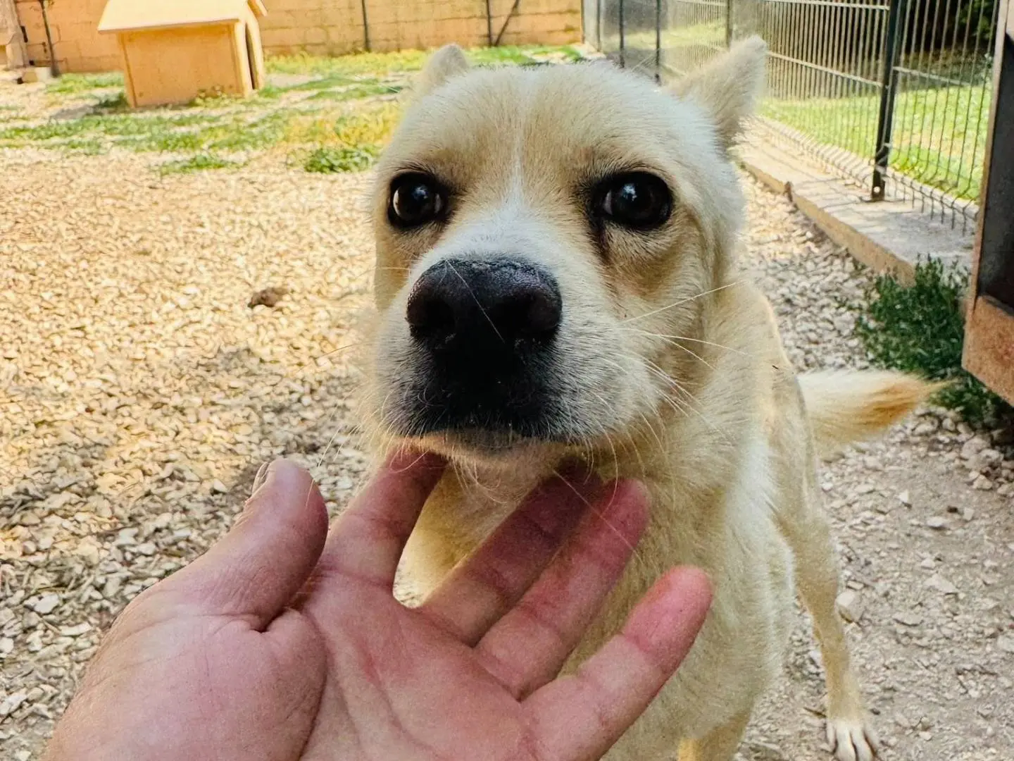Vuoi adottare un cane a Matera?