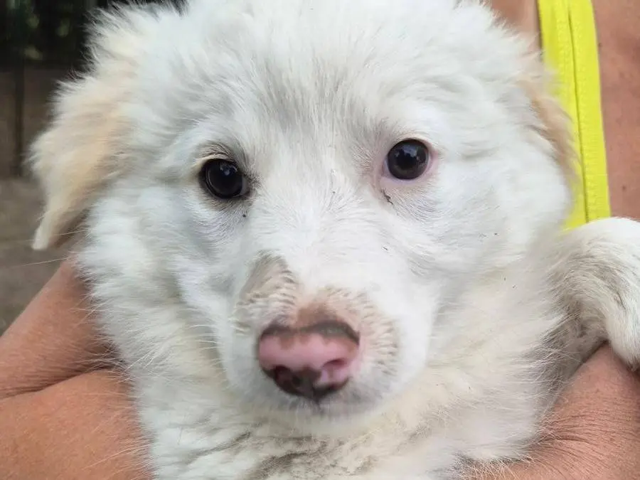 Adotta un cane, taglia media, femmina, Roma