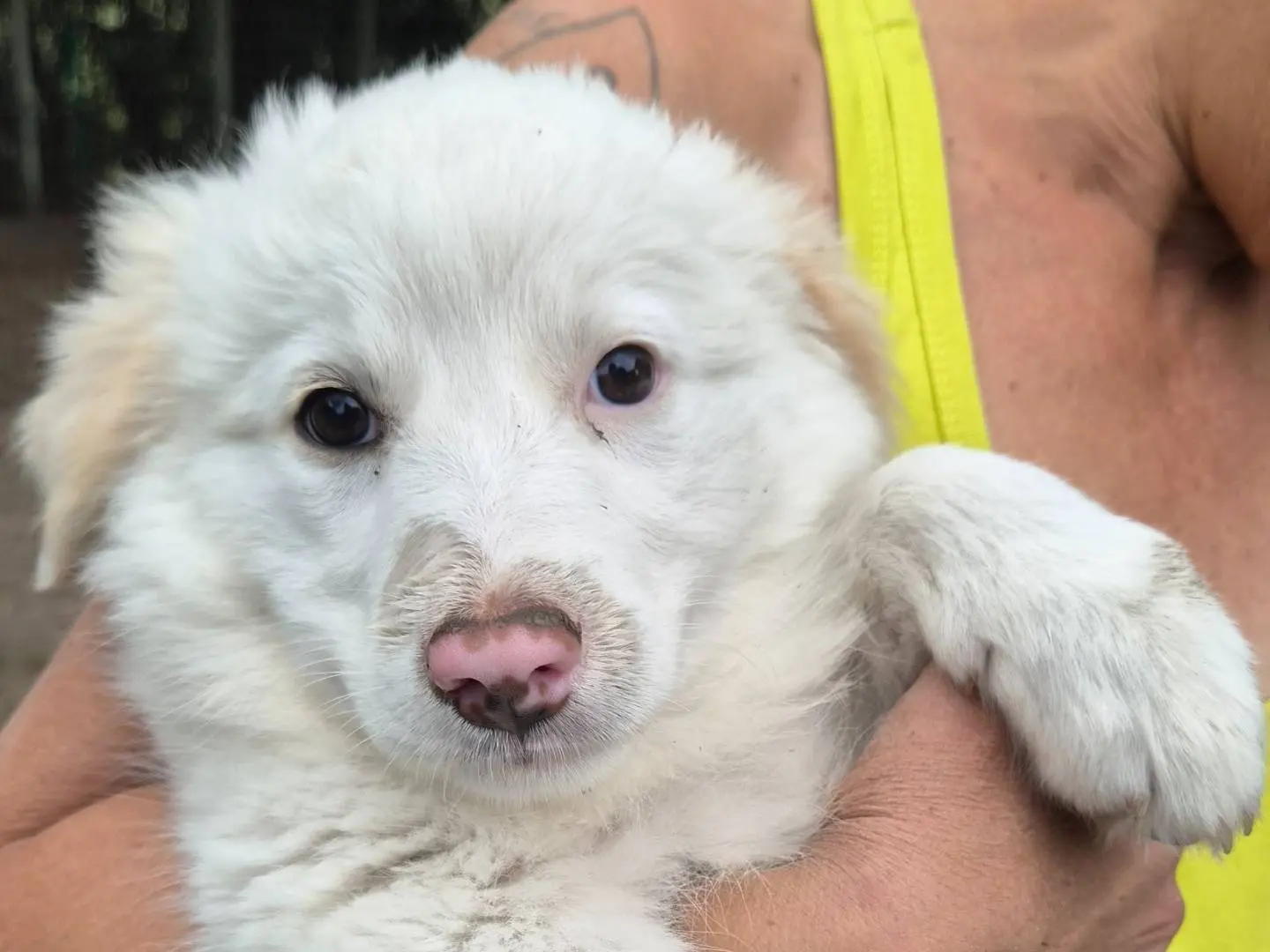 Vuoi adottare un cane a Roma?