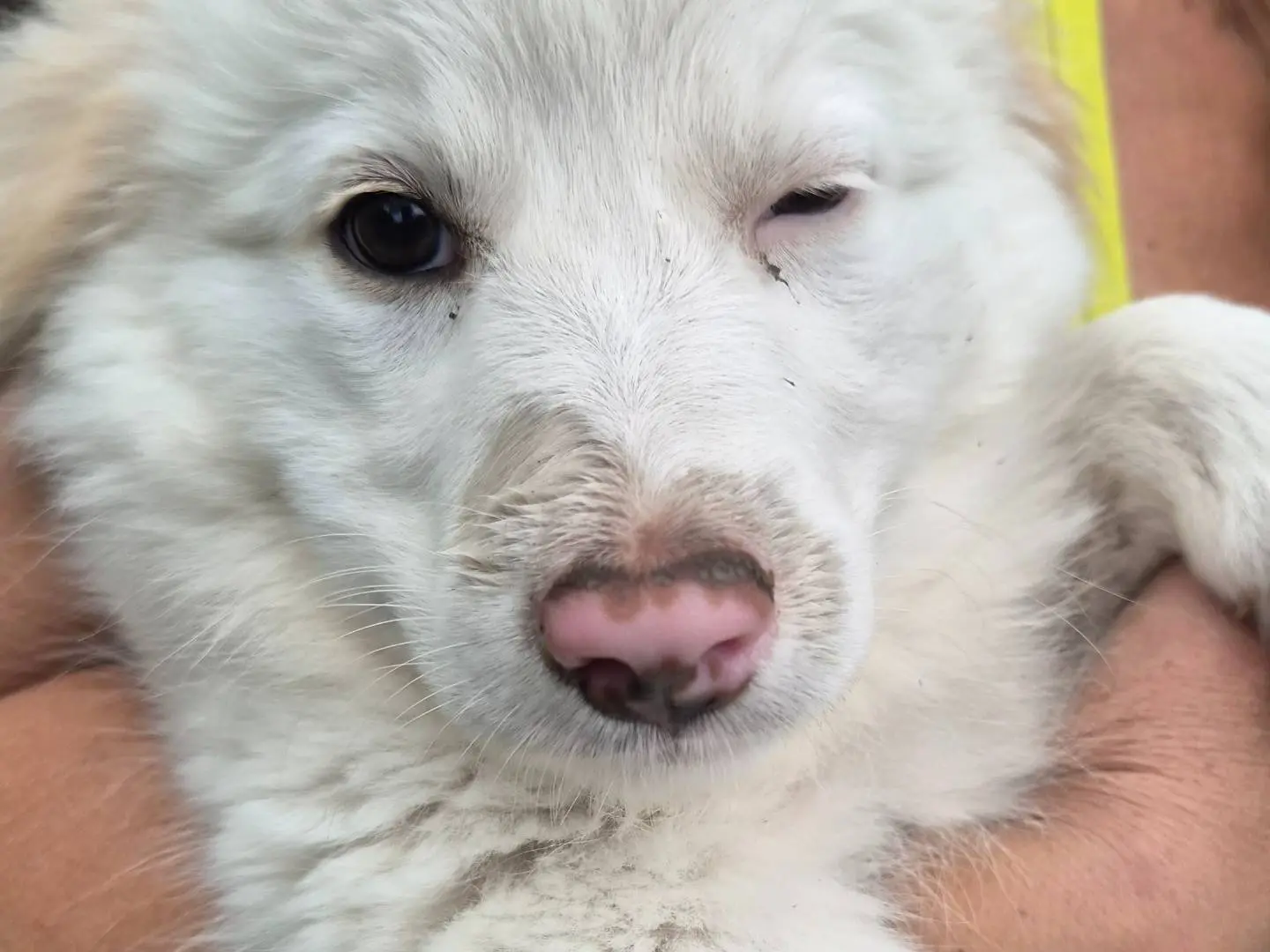 Adotta il cane Moussaka a Roma
