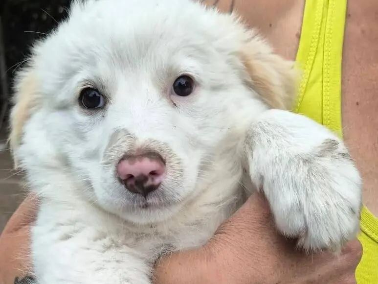 Adozione cane, femmina, Razza sconosciuta Razza sconosciuta, 3 mesi, taglia media, Roma