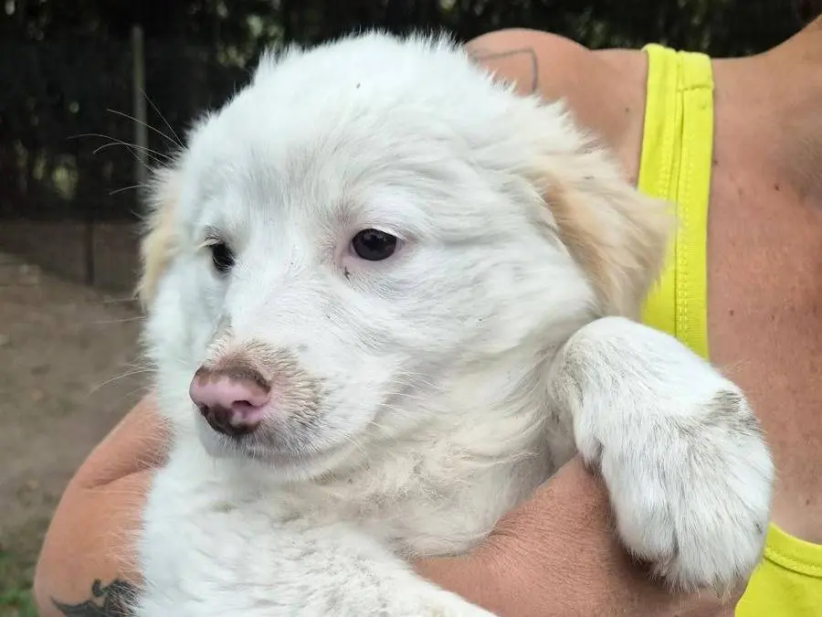 Adotta un cane, femmina, 3 mesi, Roma