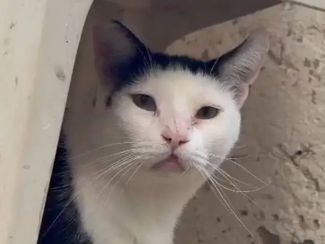Adotta un gatto, maschio, 4 anni e 8 mesi, Roma