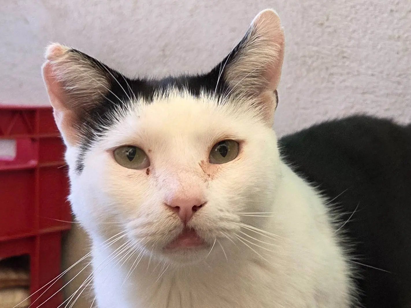 Adozione gatto, maschio, Razza sconosciuta Razza sconosciuta, 4 anni e 8 mesi, taglia non valida, Roma
