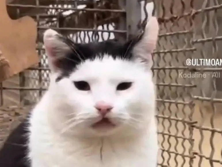 Adotta un gatto, taglia non valida, maschio, Roma