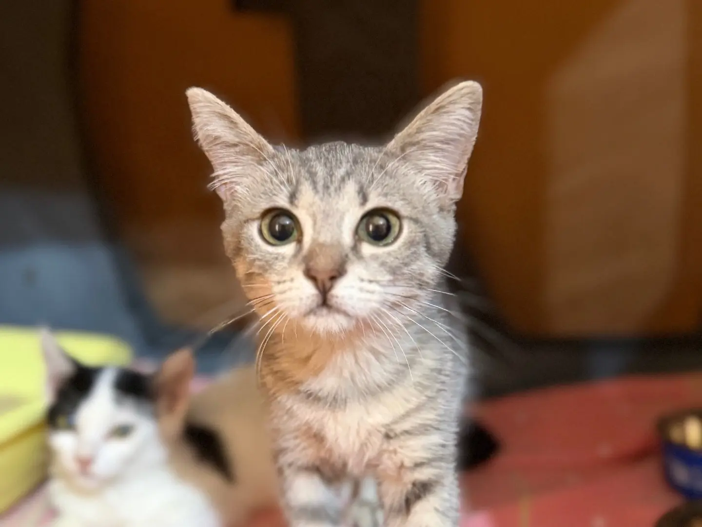 Adozione gatto, femmina, Razza sconosciuta Razza sconosciuta, 4 mesi, taglia non valida, Milano
