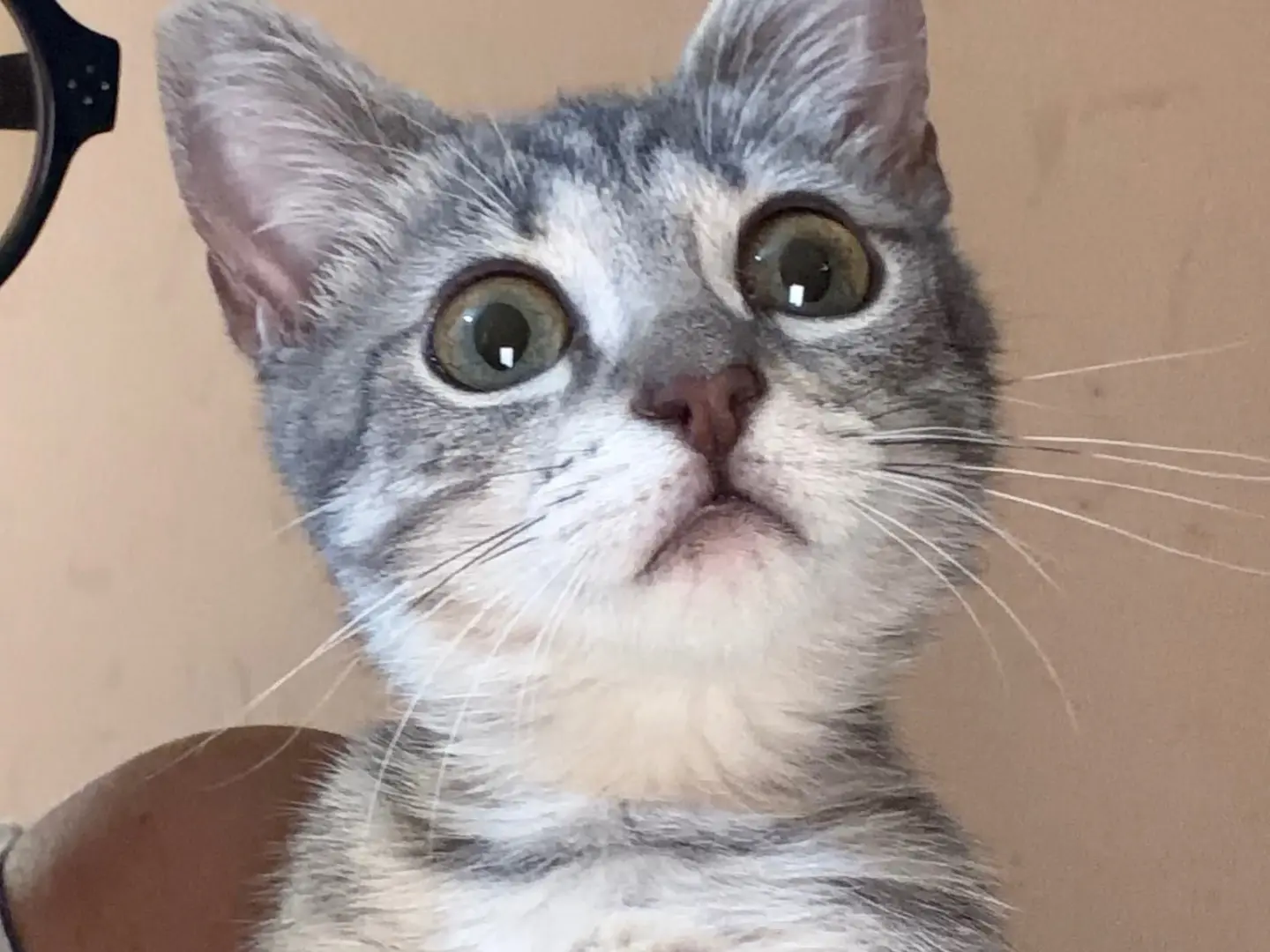 Adotta un gatto, femmina, 4 mesi, Milano