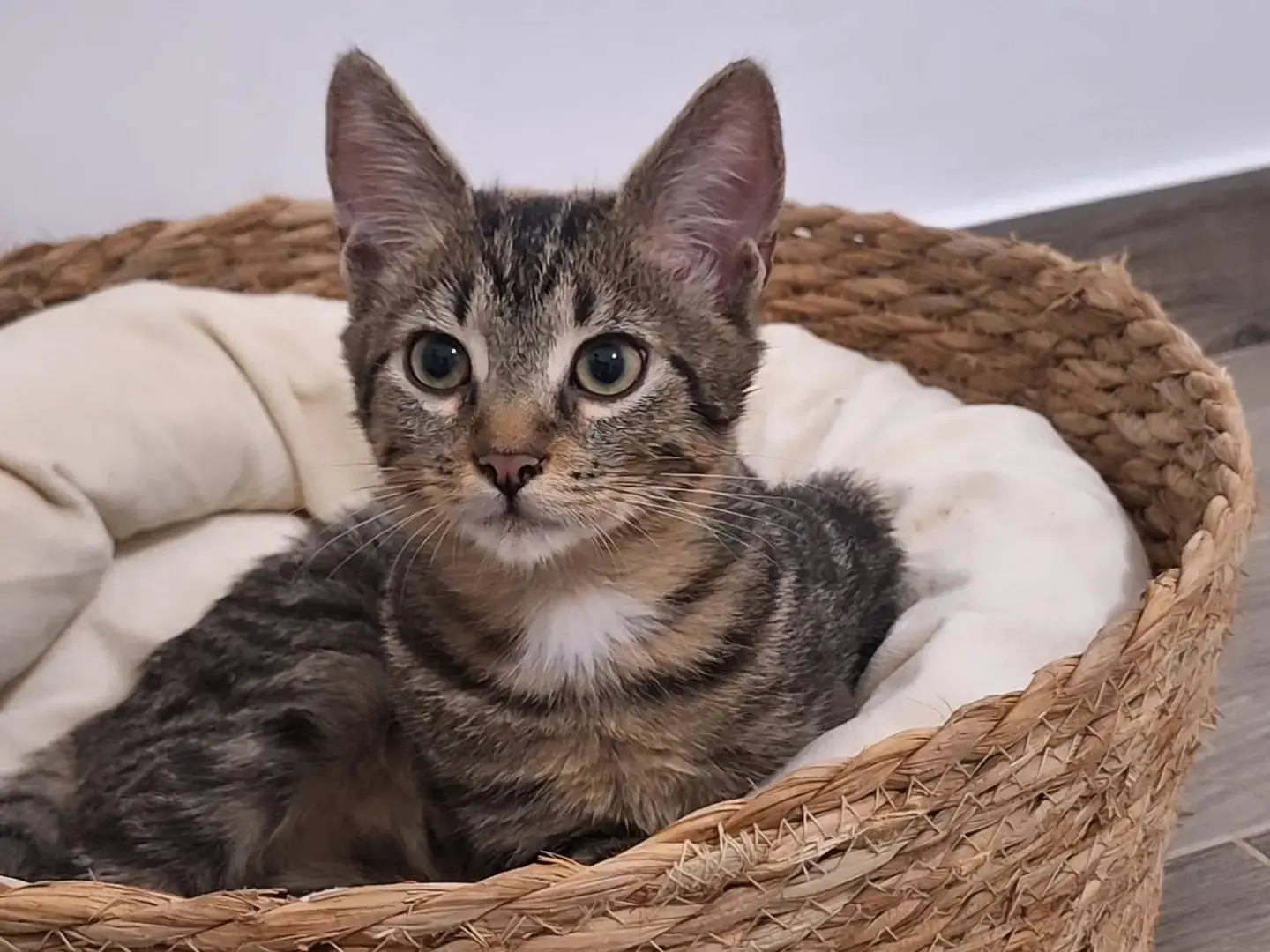 Adotta un gatto, maschio, 4 mesi, Grosseto