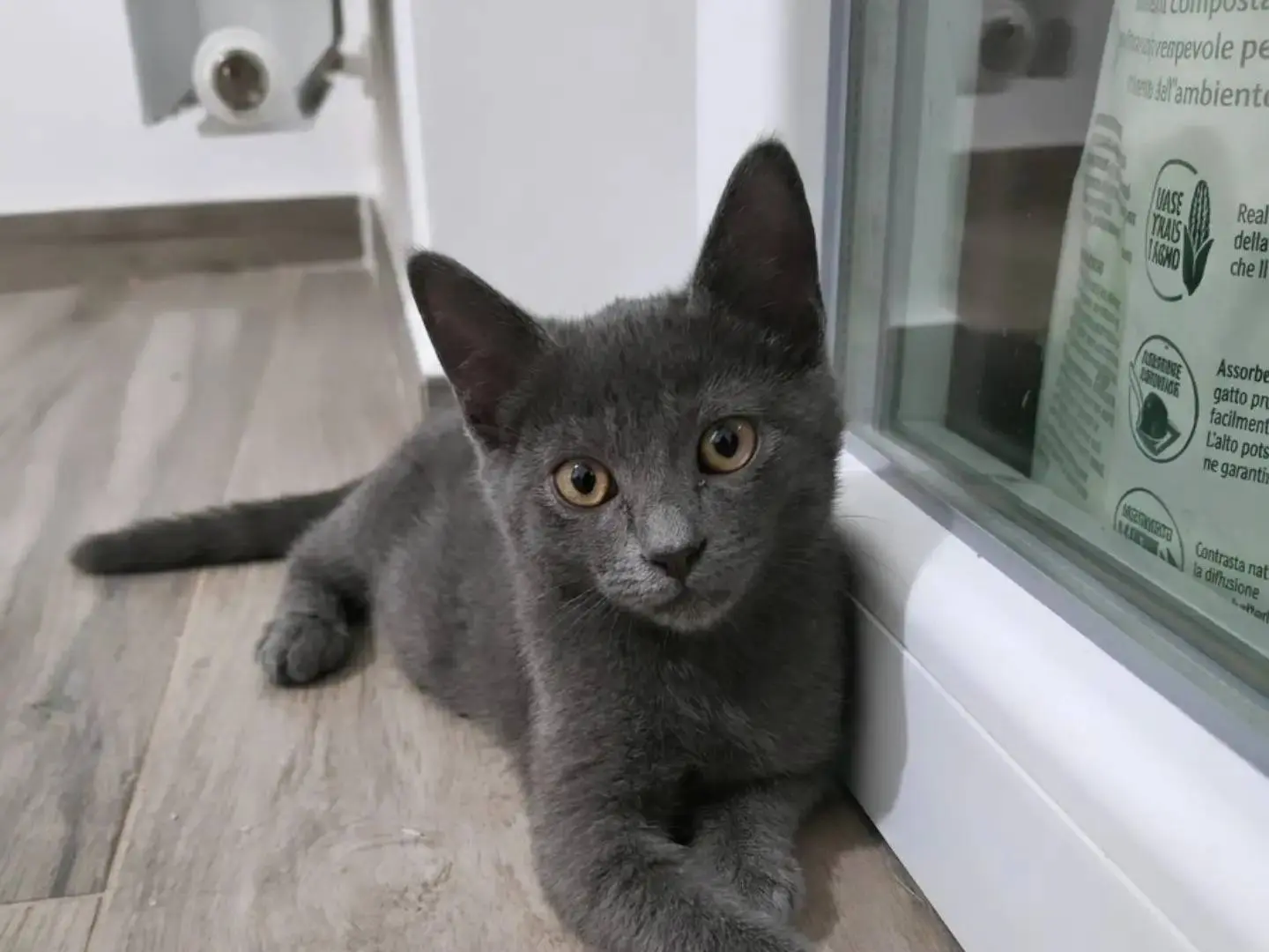 Adotta un gatto, taglia non valida, maschio, Grosseto