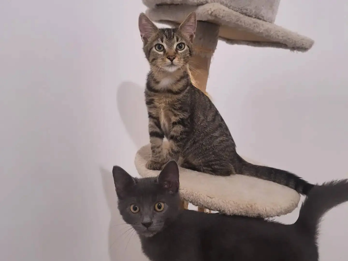 Adozione gatto, maschio, Razza sconosciuta Razza sconosciuta, 4 mesi, taglia non valida, Grosseto