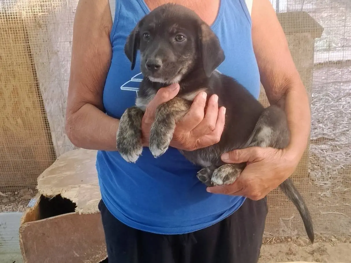 Adozione cane, maschio, Razza sconosciuta Razza sconosciuta, 2 mesi, taglia media, Cagliari