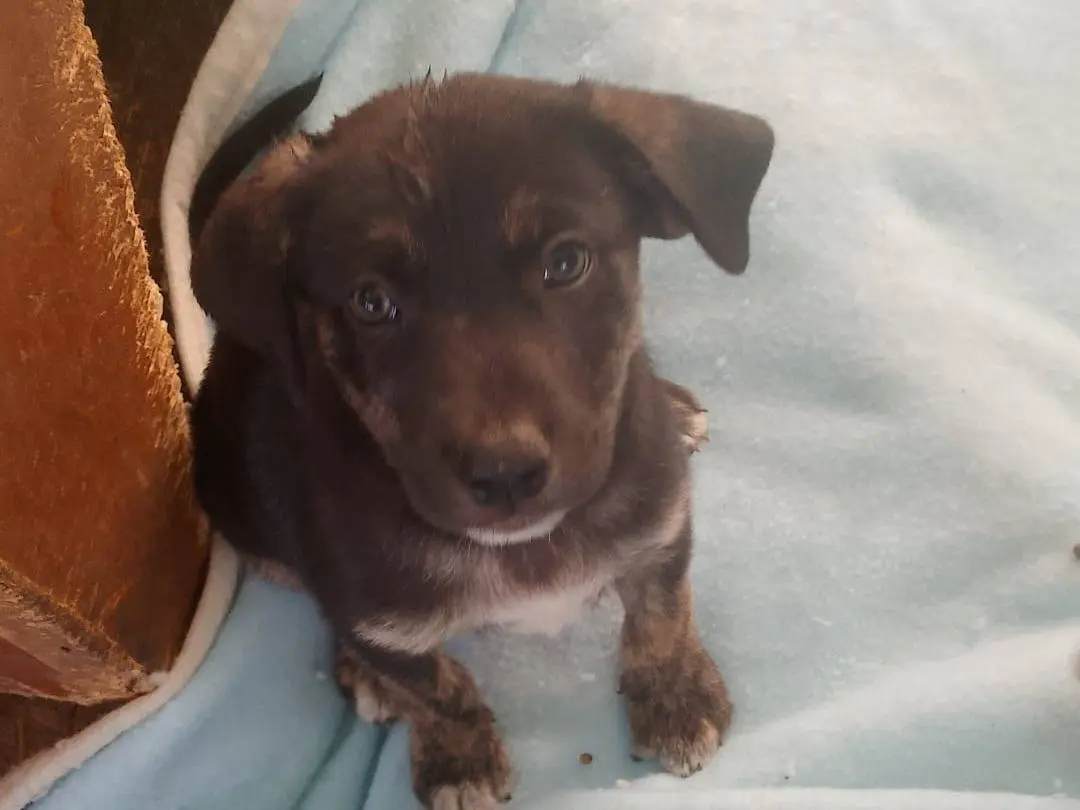 Adotta un cane, maschio, 2 mesi, Cagliari