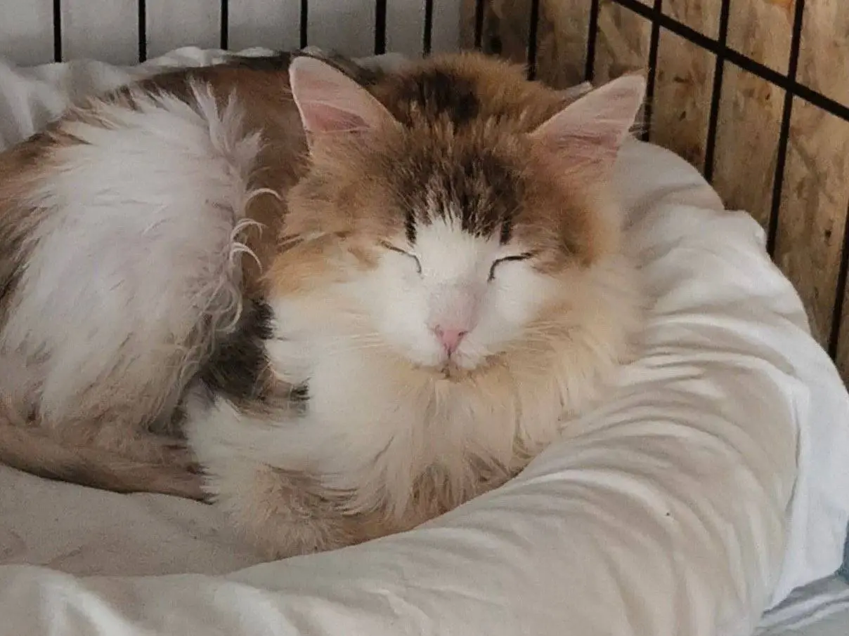 Adozione gatto, femmina, Razza sconosciuta Razza sconosciuta, 7 anni e 3 mesi, taglia non valida, Bari