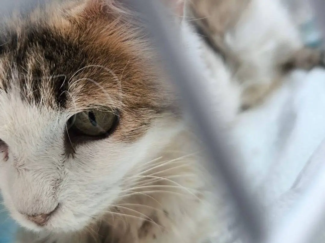 Adotta un gatto, femmina, 7 anni e 3 mesi, Bari