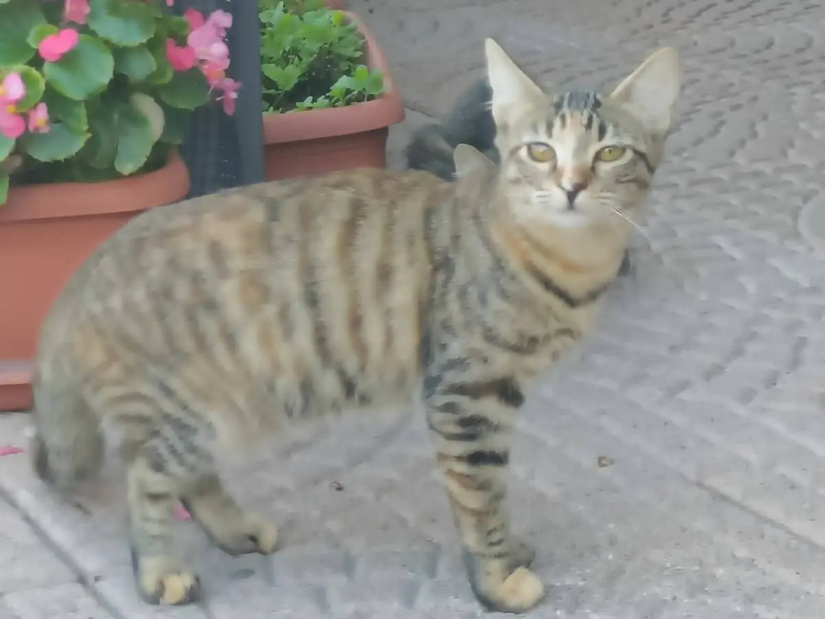 Adotta un gatto, femmina, 5 mesi, Monza