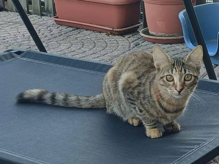 Adotta il gatto Foxye e Trixie a Monza