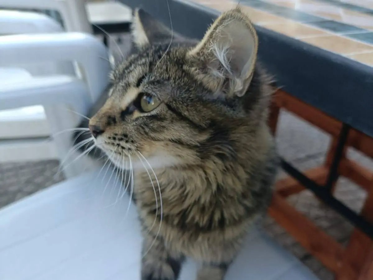 Adozione gatto, femmina, Razza sconosciuta Razza sconosciuta, 5 mesi, taglia non valida, Monza
