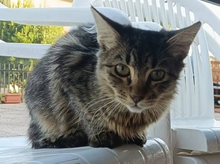 Vuoi adottare un gatto a Monza?