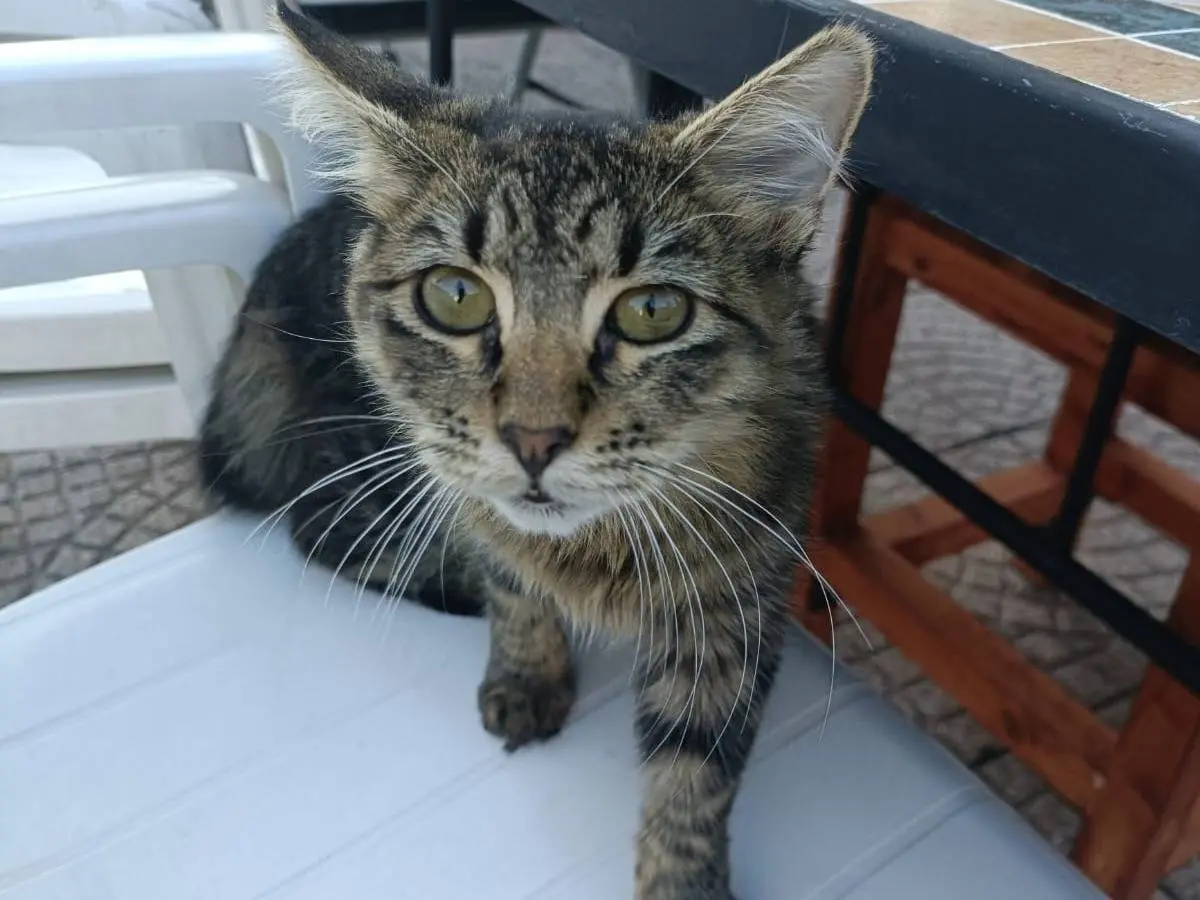 Adotta un gatto, taglia non valida, femmina, Monza