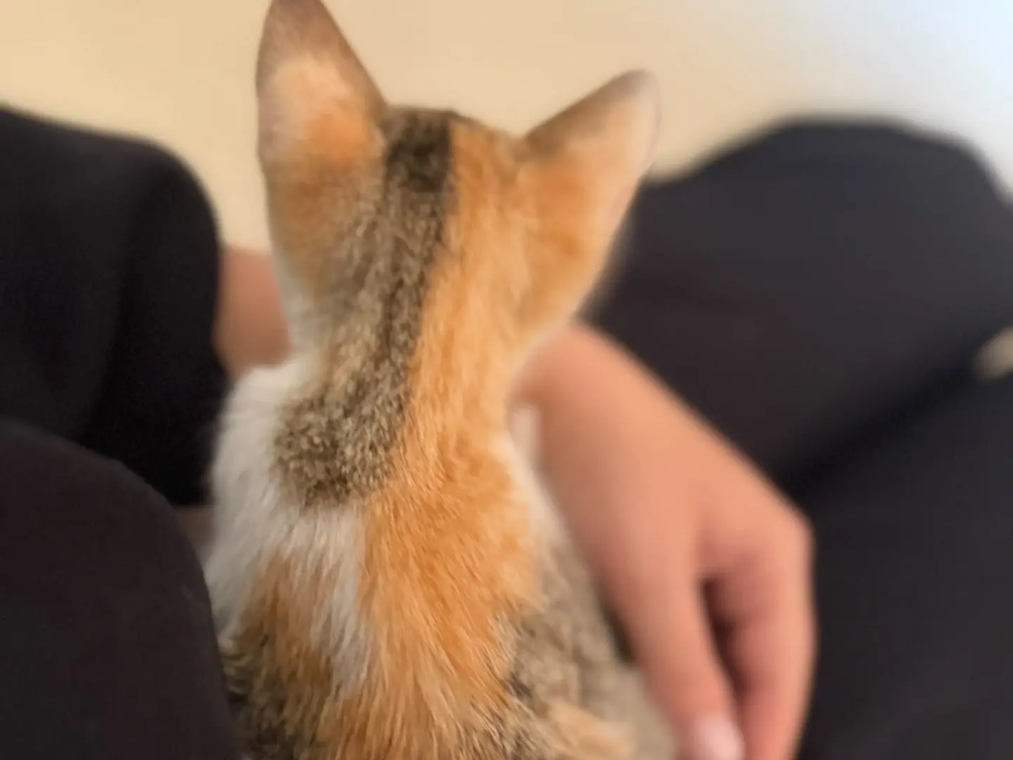 Vuoi adottare un gatto a Avellino?