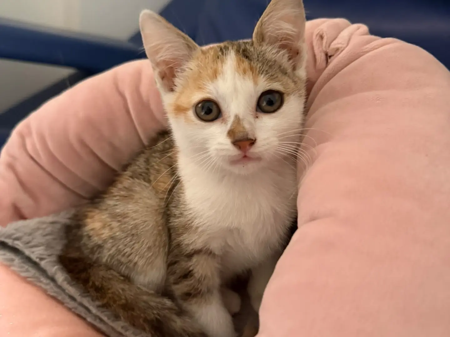Adotta un gatto, femmina, 1 mese, Avellino