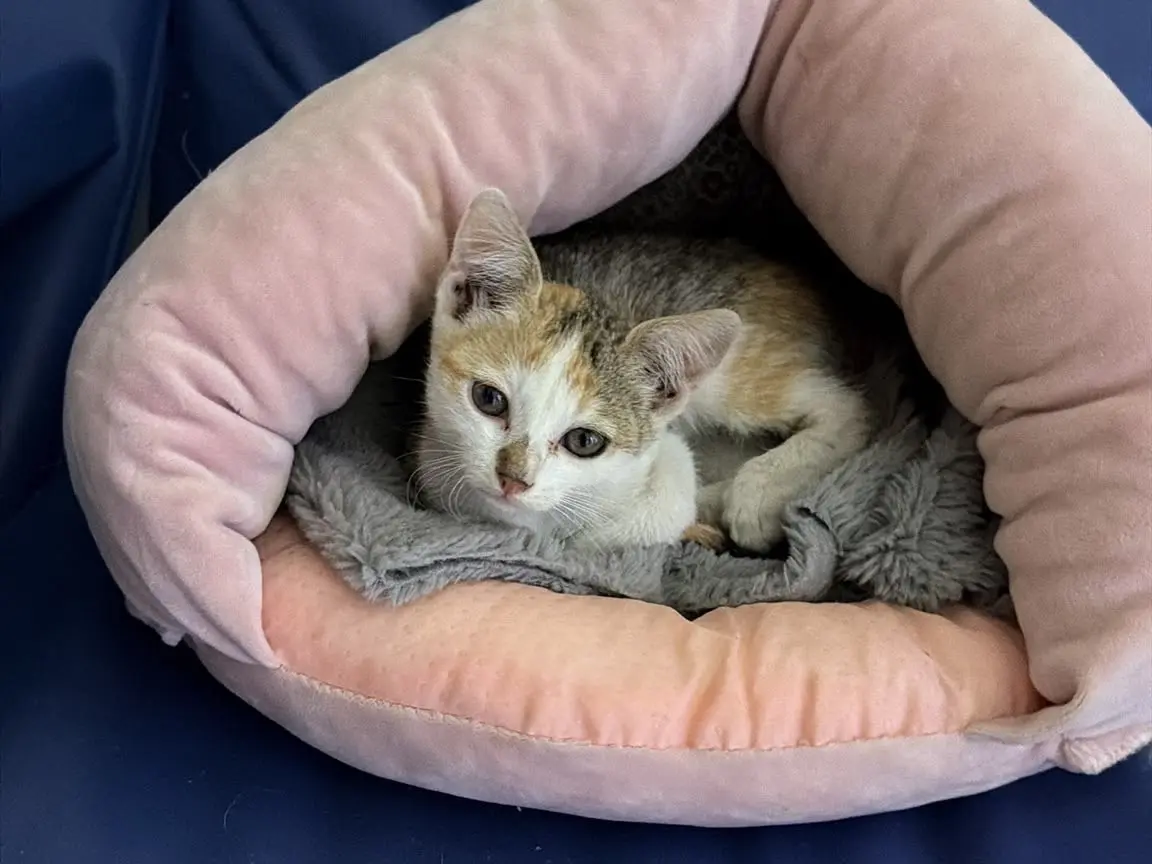 Adozione gatto, femmina, Razza sconosciuta Razza sconosciuta, 1 mese, taglia non valida, Avellino