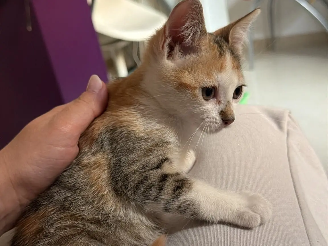 Adotta il gatto Amira Antonia a Avellino