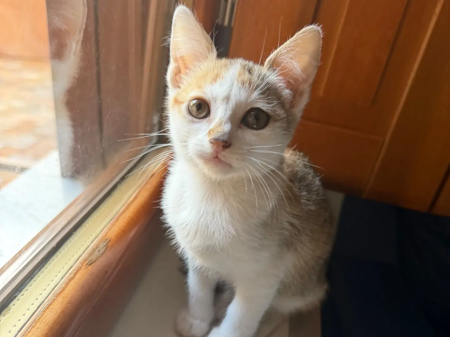 Adotta un gatto, taglia non valida, femmina, Avellino