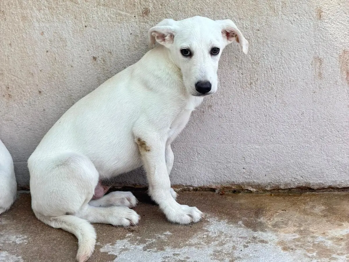 Adozione cane, maschio, Razza sconosciuta Razza sconosciuta, 7 mesi, taglia media, Salerno