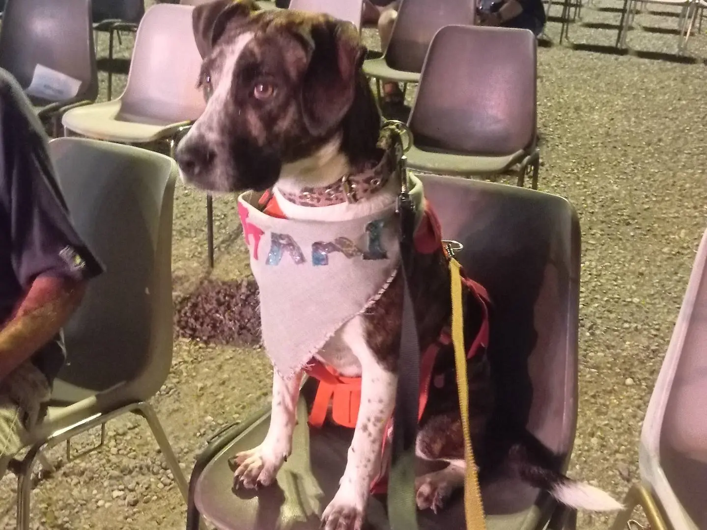 Adotta il cane Maura a Viterbo