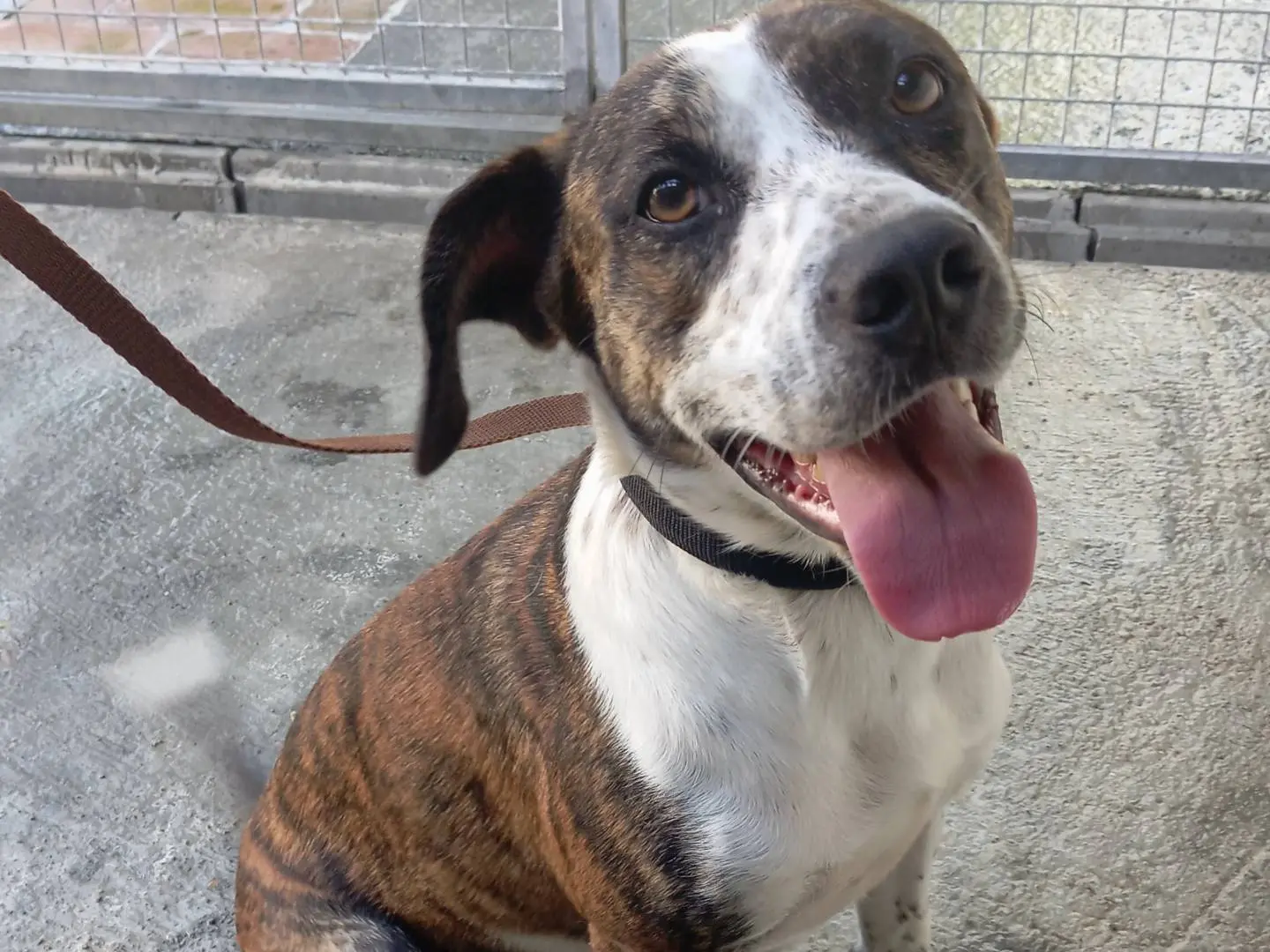 Vuoi adottare un cane a Viterbo?