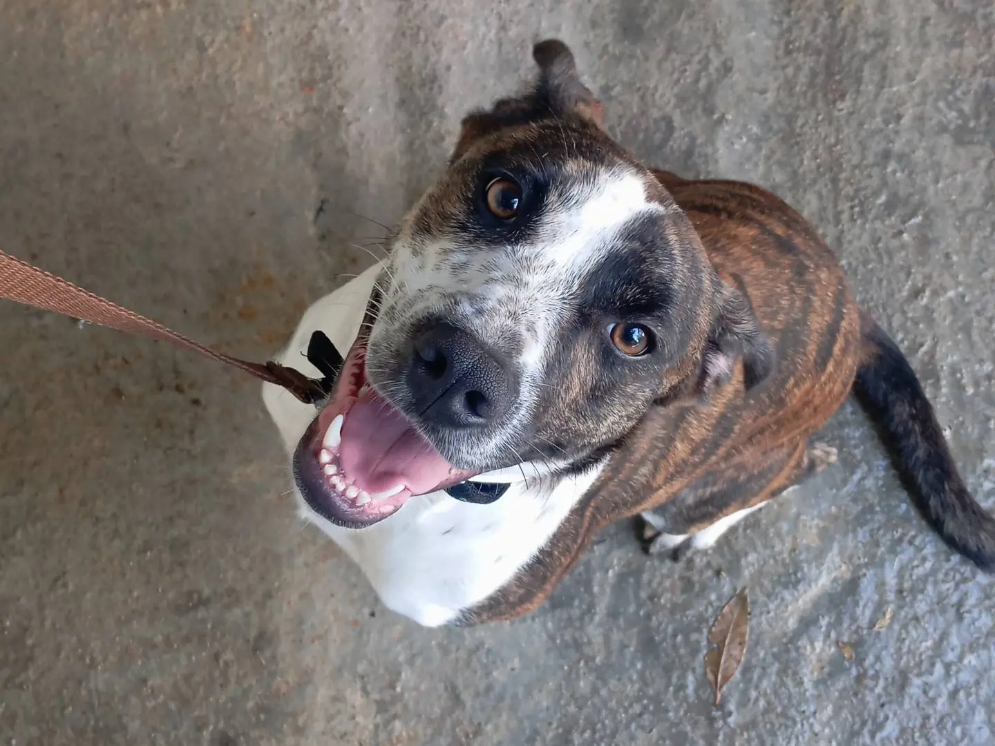 Adotta un cane, taglia media, femmina, Viterbo