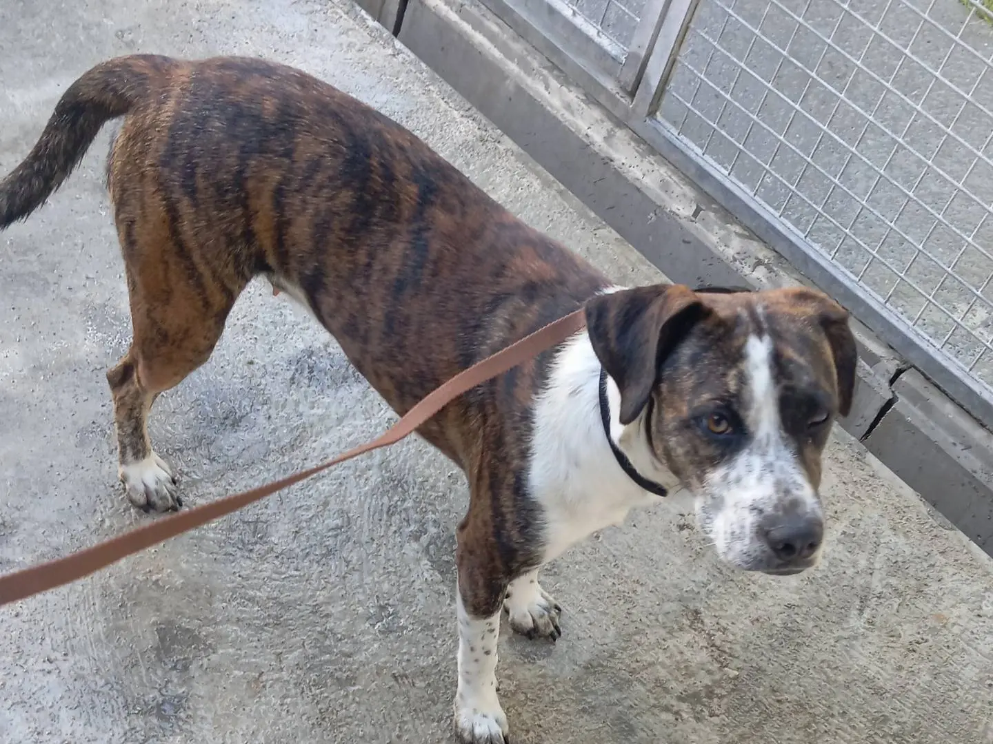 Adozione cane, femmina, Razza sconosciuta Razza sconosciuta, 1 anno e 2 mesi, taglia media, Viterbo