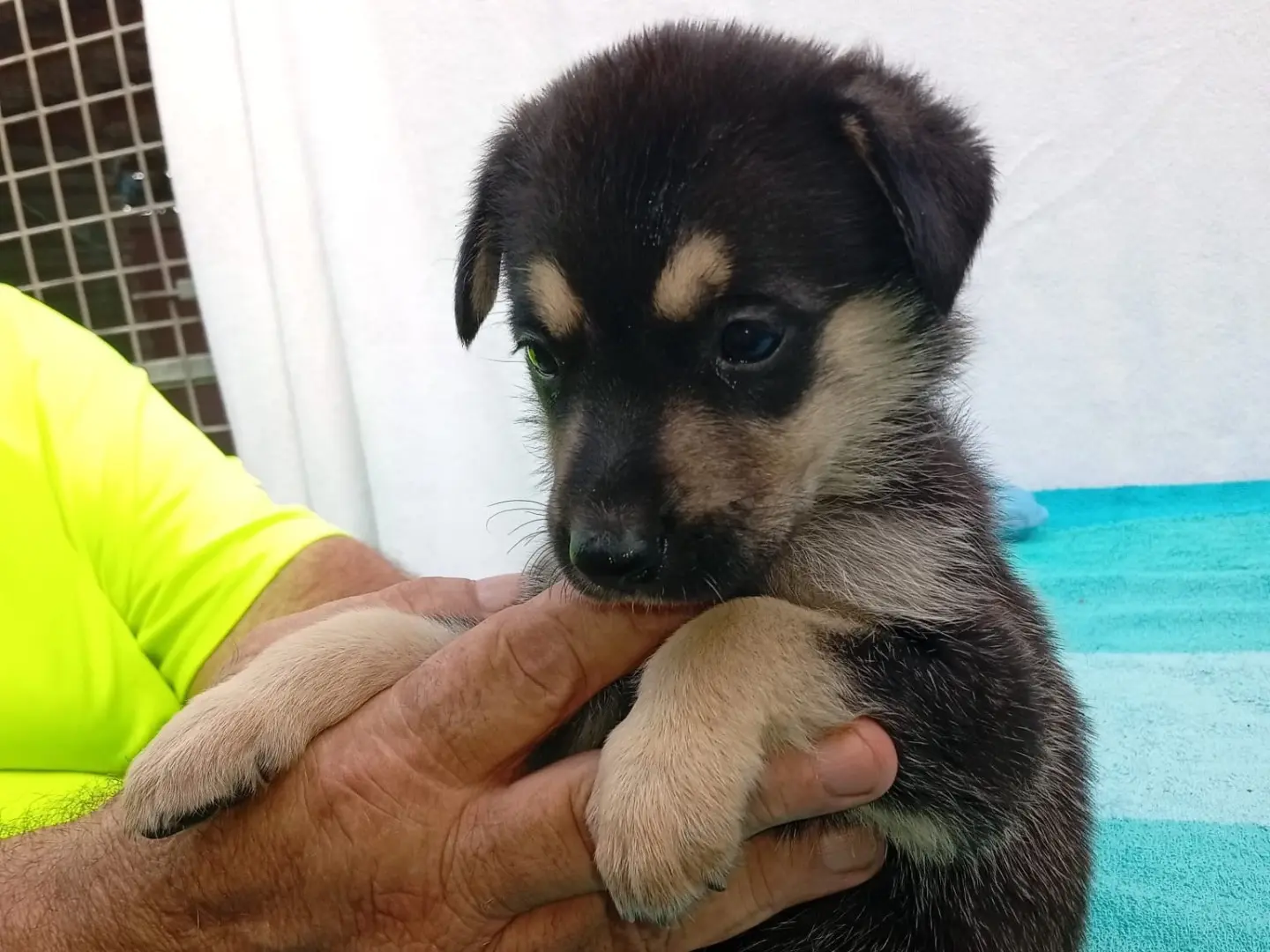 Adotta un cane, maschio, 3 mesi, Crotone