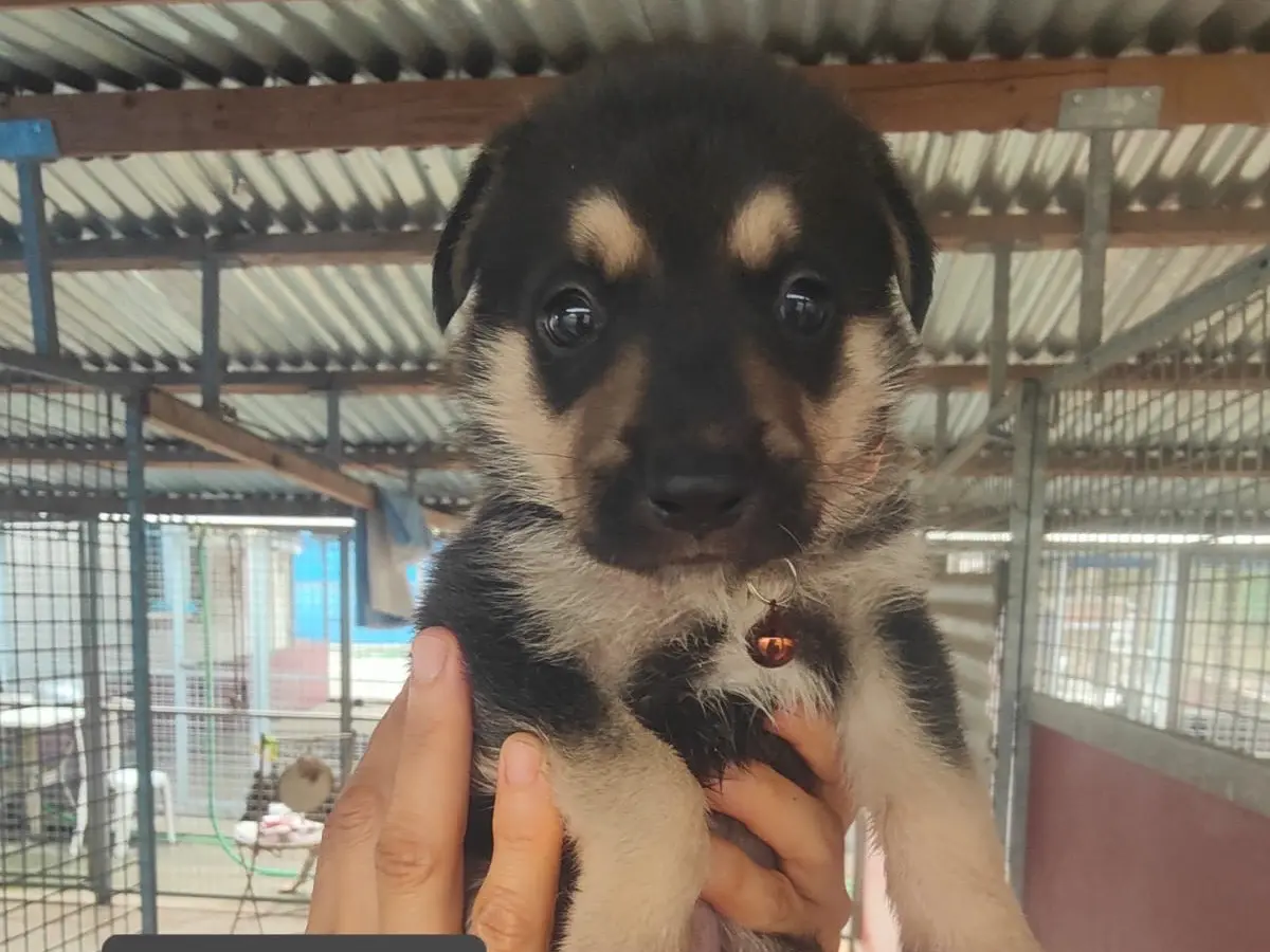 Adozione cane, maschio, Razza sconosciuta Razza sconosciuta, 3 mesi, taglia grande, Crotone