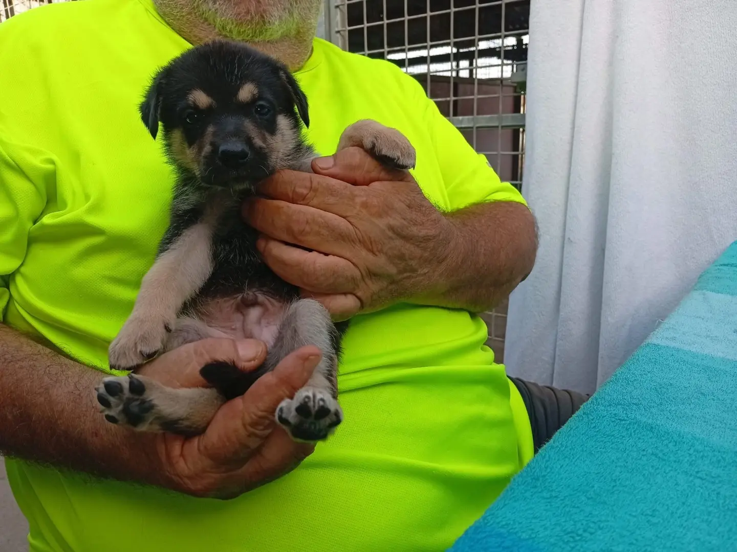 Vuoi adottare un cane a Crotone?